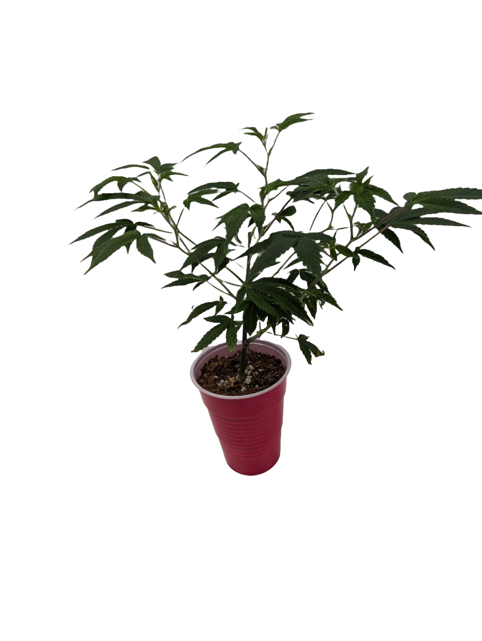 Awaiting product image